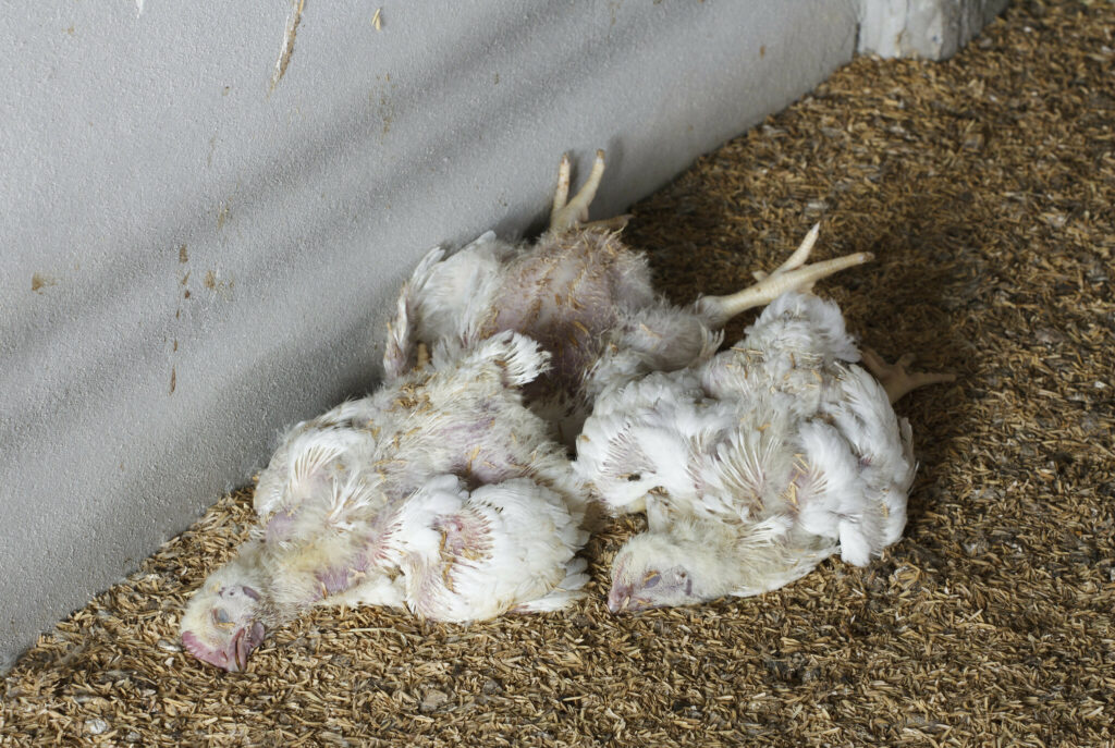 Bulgaria reports bird flu outbreak on poultry farm