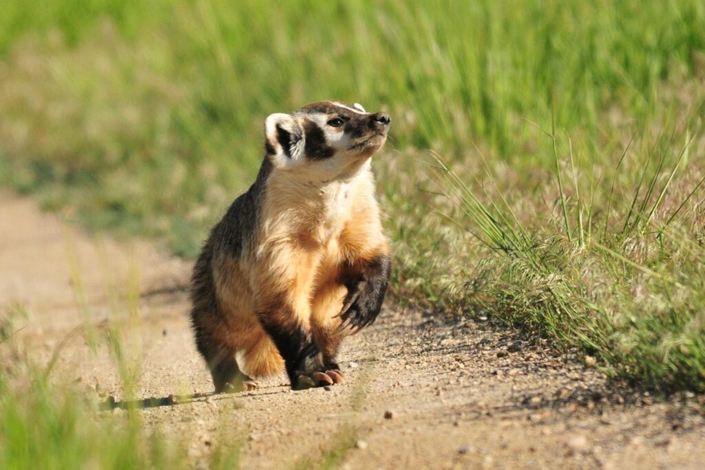 COP16: What’s on the agenda at this year’s biodiversity talks? | News | Eco-Business