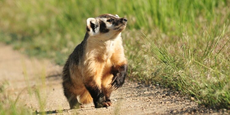 COP16: What’s on the agenda at this year’s biodiversity talks? | News | Eco-Business