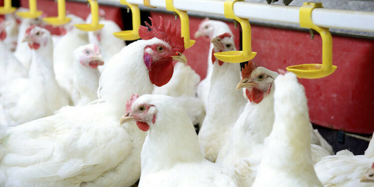 Chicken farms continue to decline in Belgium