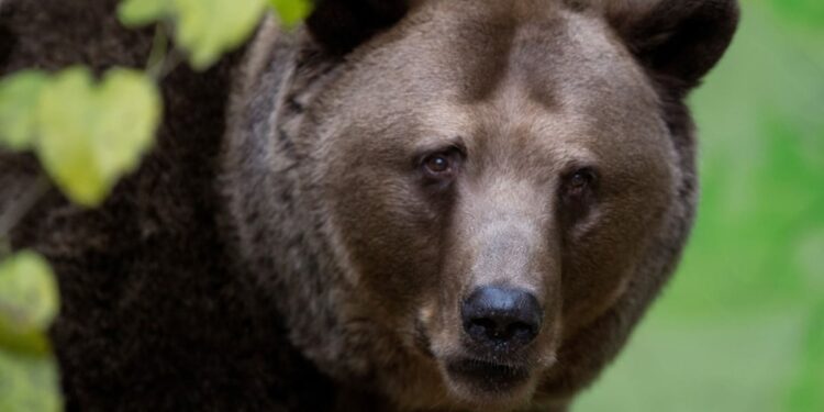 Czech zoo files EU complaint over ‘barbaric’ bear cull in Slovakia – POLITICO