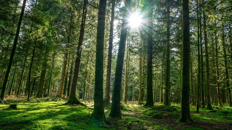 Czechia renews calls to postpone EU anti-deforestation law – Euractiv