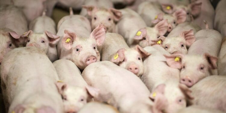 Danish Crown cuts 500 workers due to pig shortage