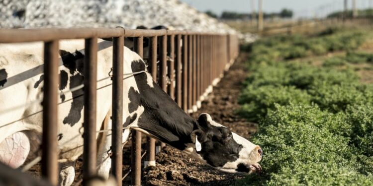 Danish livestock farmers to be taxed for cow and pig-made greenhouse gases