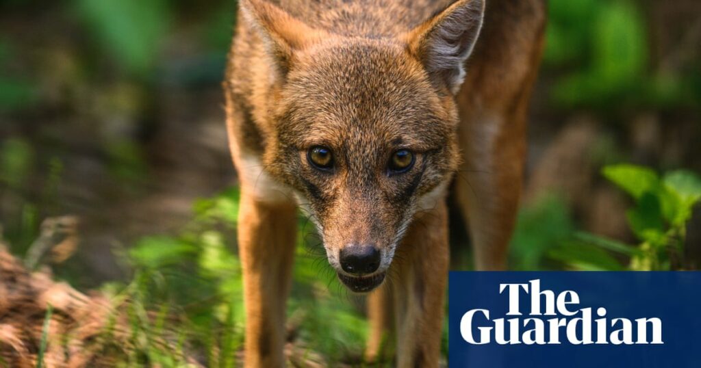 Days of the jackal: Canis aureus makes sudden tracks into western Europe | Mammals