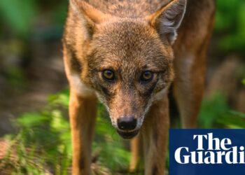 Days of the jackal: Canis aureus makes sudden tracks into western Europe | Mammals