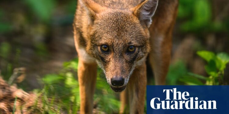 Days of the jackal: Canis aureus makes sudden tracks into western Europe | Mammals