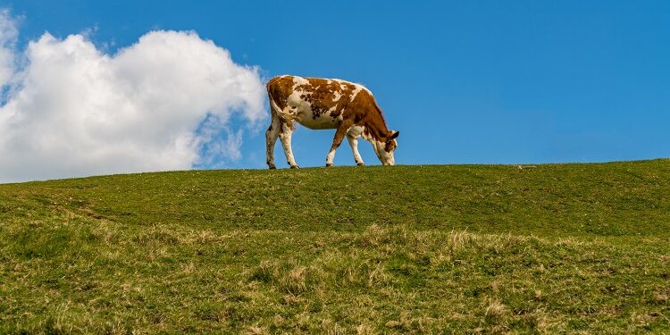 Denmark first country to set a carbon tax on agriculture