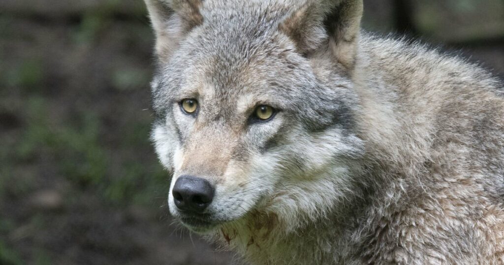 EU backlash over spike in wolf attacks on young children and pets | World | News