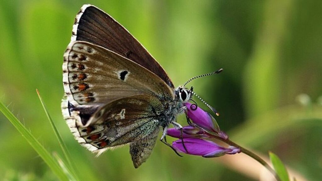 EU biodiversity law approved after last minute U-turn from Austria