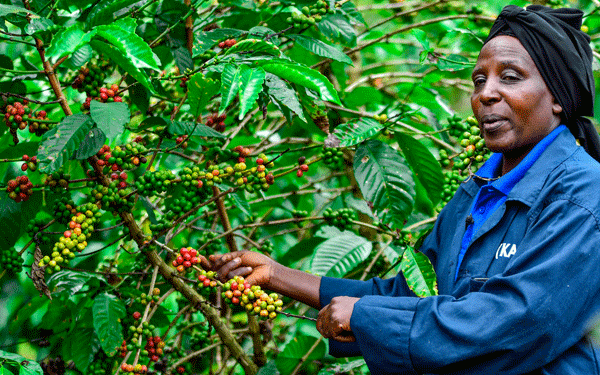 EU regulations: Govt starts nationwide coffee stakeholders registration