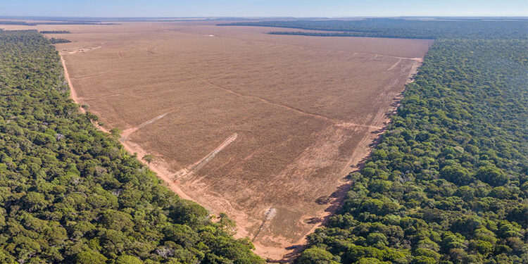 EU to push back deforestation regulation by a year