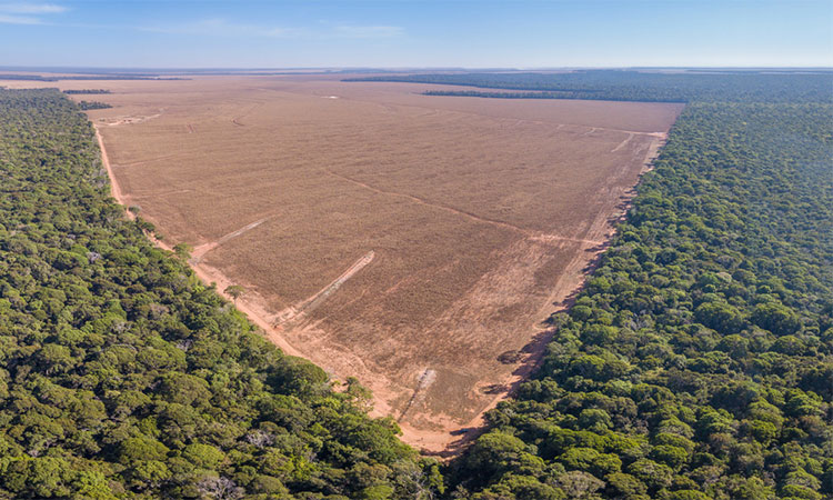 EU to push back deforestation regulation by a year