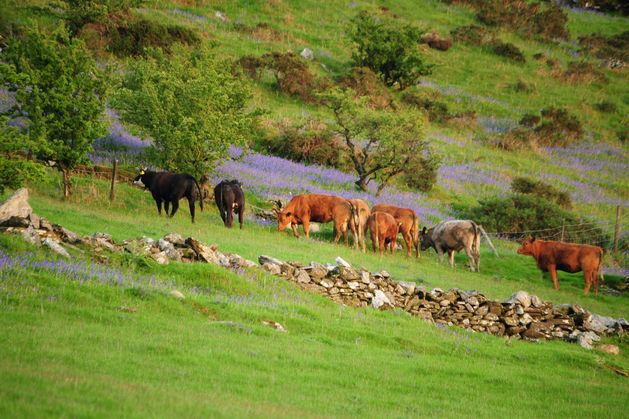 EU watchdog criticises Ireland’s ‘lost opportunity’ to make livestock farming more climate-friendly