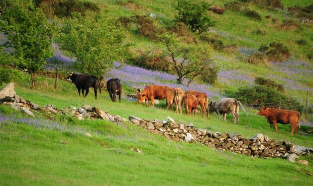 EU watchdog criticises Ireland’s ‘lost opportunity’ to make livestock farming more climate-friendly