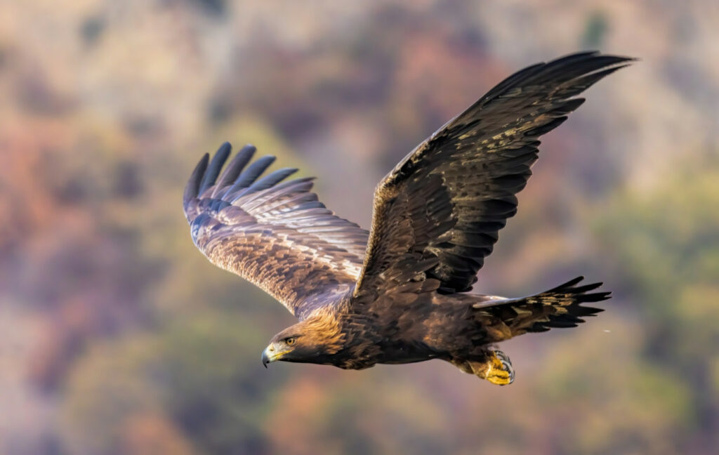 Eagle that attacked toddler in Norway linked to other incidents: Authorities – Europe