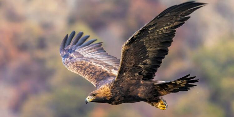 Eagle that attacked toddler in Norway linked to other incidents: Authorities