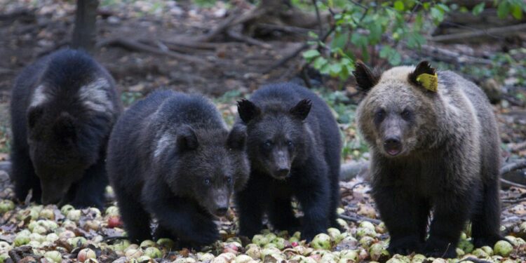 Ecologists outraged as authorities kill dozens of 'problem' bears in Slovakia