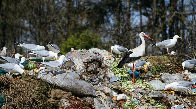 Estonia still recycling less waste than required | News