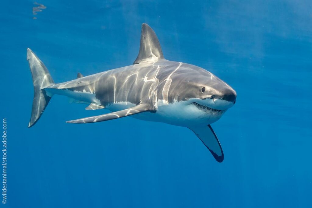 European Commission seeks public opinion on ways to improve protection of sharks