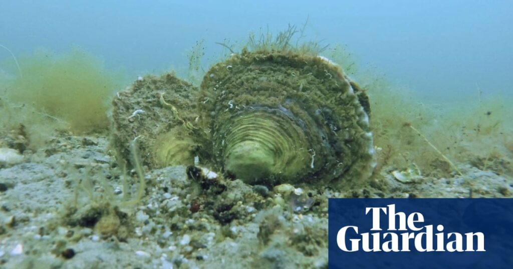 Europe’s exhausted oyster reefs ‘once covered area size of Northern Ireland’ | Marine life