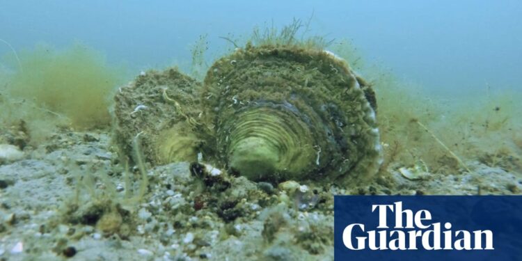 Europe’s exhausted oyster reefs ‘once covered area size of Northern Ireland’ | Marine life