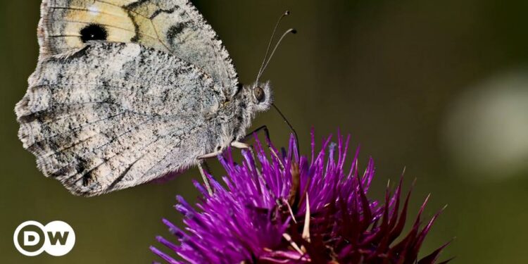 Europe's most endangered butterfly sold online – DW – 10/12/2024