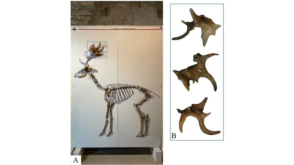 Composite skeleton of fallow deer.