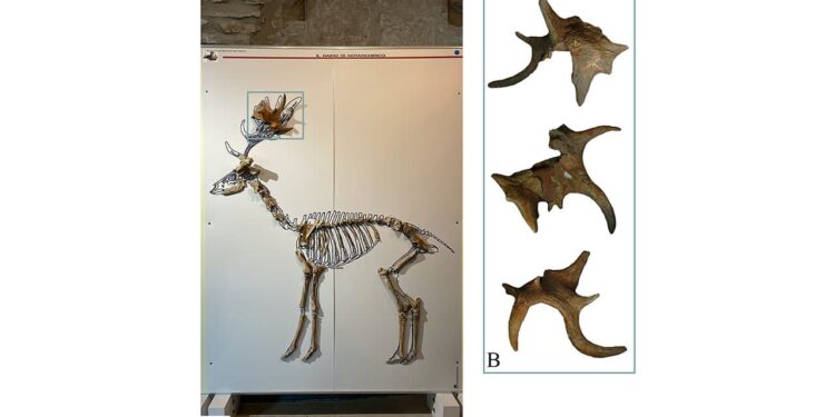 Composite skeleton of fallow deer.