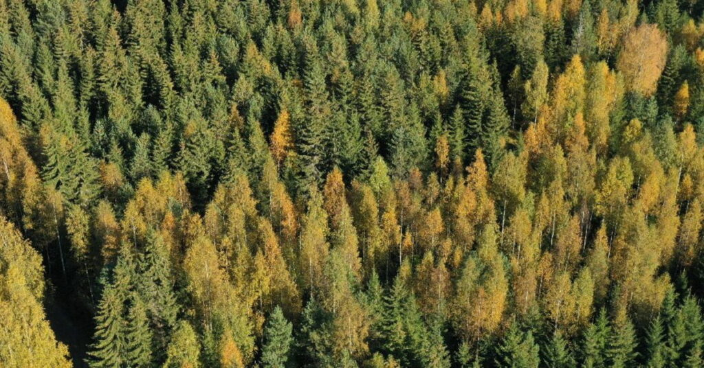 Finland’s 2035 carbon neutral targets at risk « Euro Weekly News