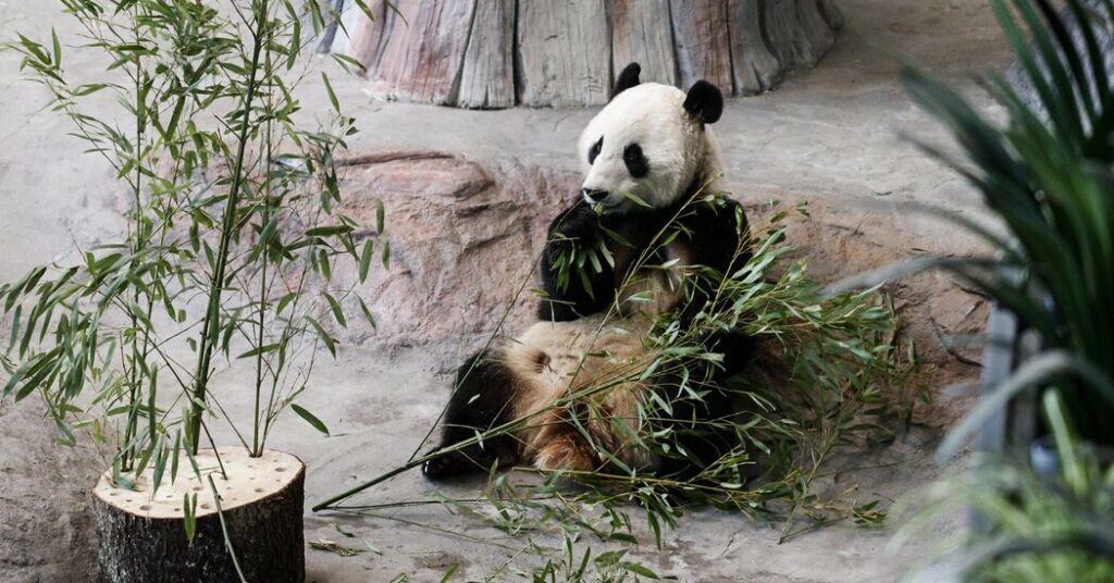 Finnish Zoo Returning Pandas to China Because of Cost