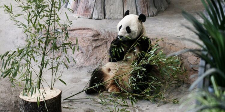 Finnish Zoo Returning Pandas to China Because of Cost