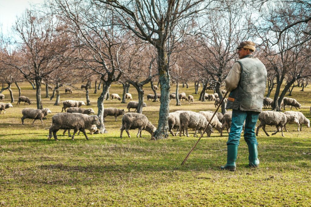 First detection of Peste des Petits Ruminants (PPR) in Greece and Romania