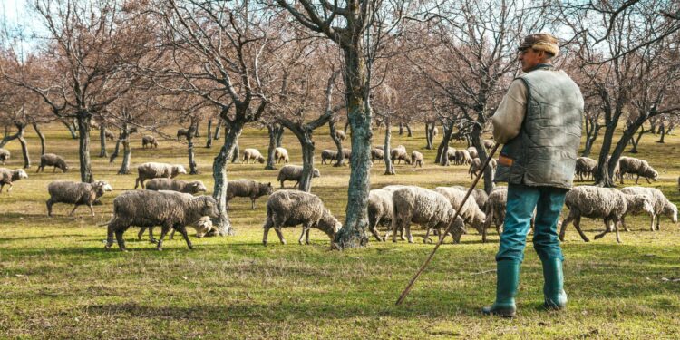 First detection of Peste des Petits Ruminants (PPR) in Greece and Romania