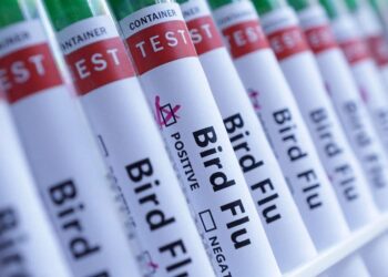 France raises bird flu risk level