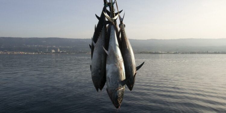 French brand tops mercury contamination in Europe’s tuna