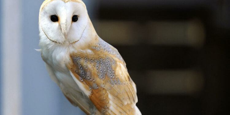 French treasure hunt for buried owl statue ends after 31 years