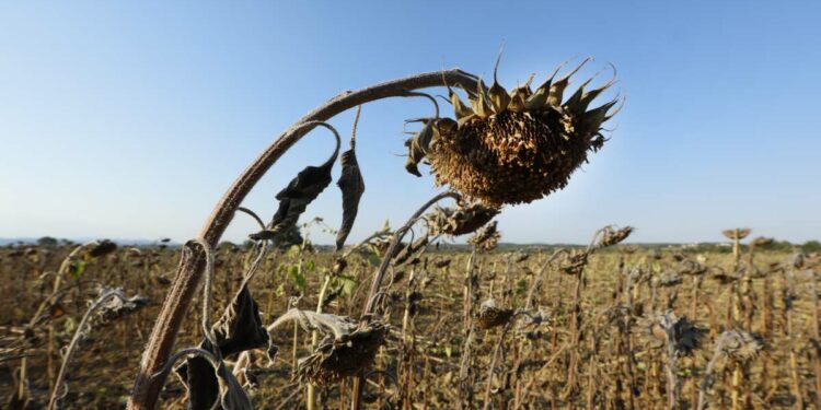 Global warming caused massive number of deaths in European heatwave: study