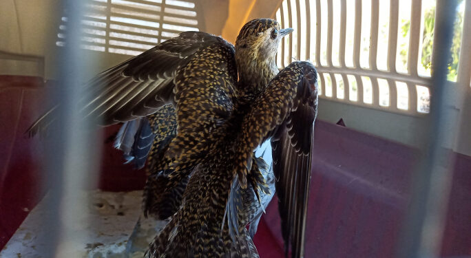Government to open song thrush, golden plover trapping season
