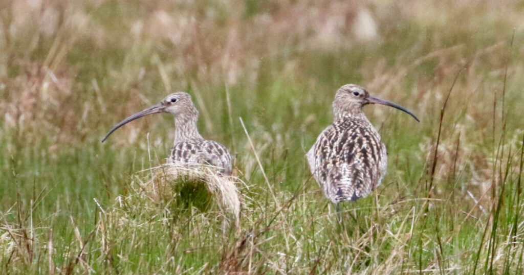 Ground-nesting bird populations declining faster than any other bird species in Europe