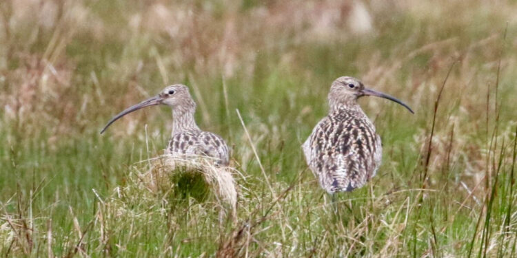 Ground-nesting bird populations declining faster than any other bird species in Europe