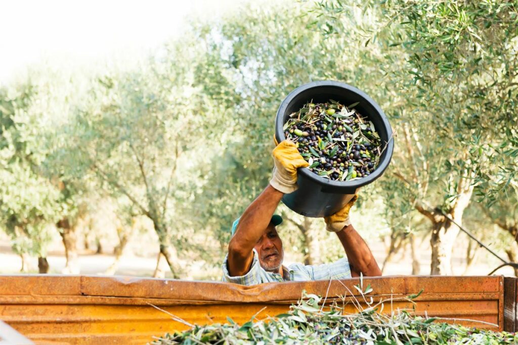 How olive farmers are adapting to climate change to preserve a cultural commodity