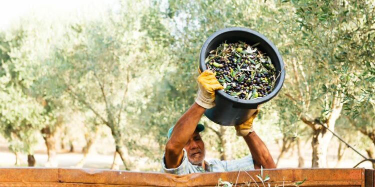 How olive farmers are adapting to climate change to preserve a cultural commodity