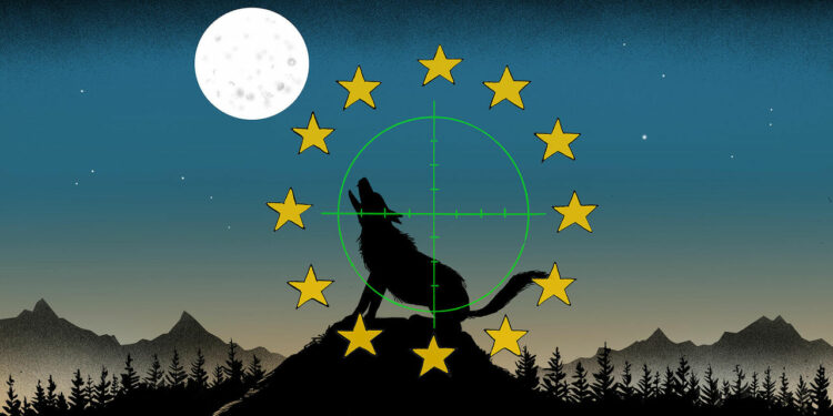 How the wolf went from folktale villain to culture-war scapegoat