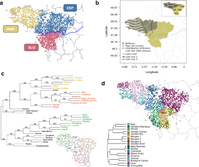 Human genetic structure in Northwest France provides new insights into West European historical demography