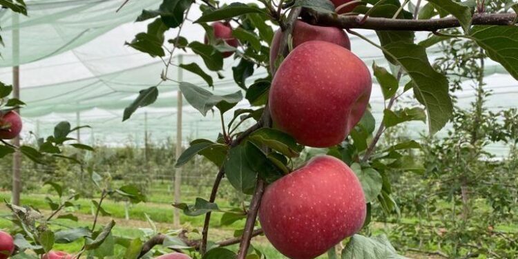 Growing opportunities for organic apples in Europe