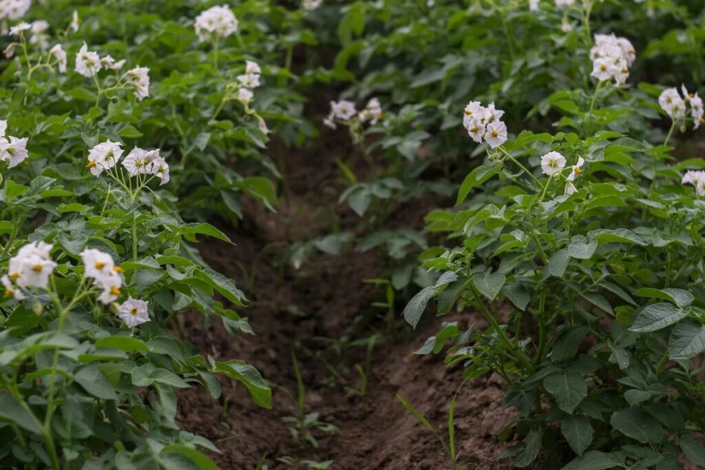 Ireland and Europe face challenges in potato planting due to unpredictable weather – Potato News Today
