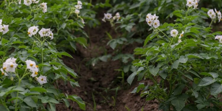 Ireland and Europe face challenges in potato planting due to unpredictable weather – Potato News Today