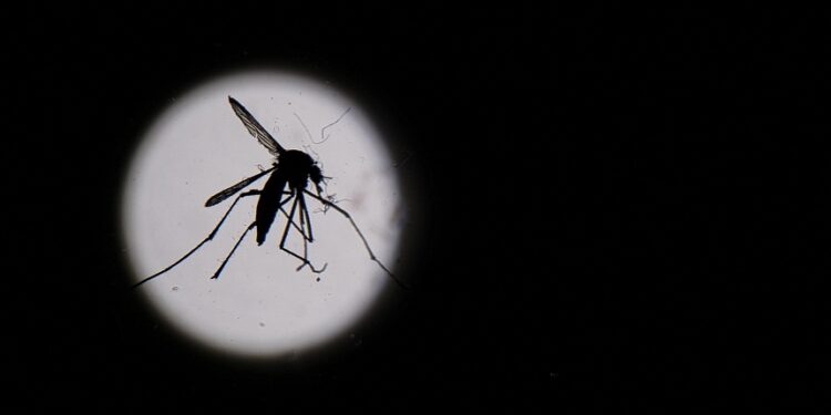 Italian town grapples with 'out of control' number of dengue cases