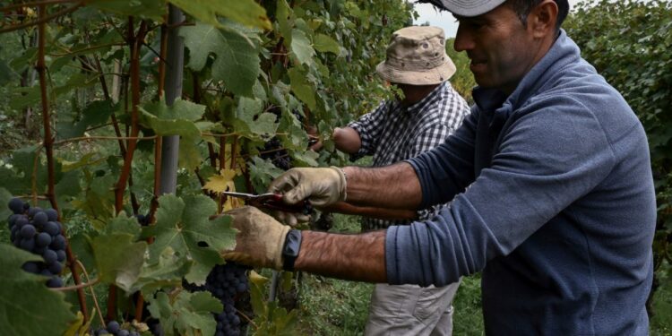 Italy’s winemakers face yet another threat to their future